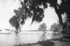 MacDonell, John Angus 'Rice King' (b.1855) & Frances 'Aunt Frank' MacDonald owned and operated the MacDonell Plantation
 
