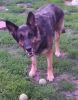 Smith, Blackie (2010-2017)