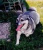 Smith, Little Wolf (1997-2009)