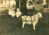 Toney, Alberta Geraldine 'Berta' & Ryllis Emma Toney (1920-2009)  & Phillipa May Toney (1918-1986) 